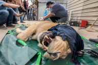 NEWS - Irak: Rettungsaktion im Zoo von Mossul
