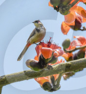 FEATURE - Vögel zwitschern frühlingshaft in einem Kapokbaum