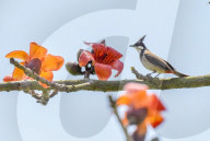 FEATURE - Vögel zwitschern frühlingshaft in einem Kapokbaum
