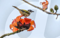 FEATURE - Vögel zwitschern frühlingshaft in einem Kapokbaum