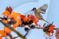 FEATURE - Vögel zwitschern frühlingshaft in einem Kapokbaum