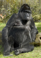 FEATURE - Happy Birthday! Am 13. April feiert Gorilladame Fatou ihren 60. Geburtstag
