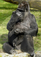 FEATURE - Happy Birthday! Am 13. April feiert Gorilladame Fatou ihren 60. Geburtstag