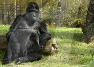 FEATURE - Happy Birthday! Am 13. April feiert Gorilladame Fatou ihren 60. Geburtstag