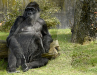 FEATURE - Happy Birthday! Am 13. April feiert Gorilladame Fatou ihren 60. Geburtstag