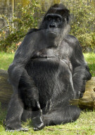 FEATURE - Happy Birthday! Am 13. April feiert Gorilladame Fatou ihren 60. Geburtstag