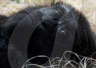 FEATURE - Happy Birthday! Am 13. April feiert Gorilladame Fatou ihren 60. Geburtstag