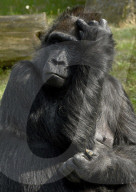 FEATURE - Happy Birthday! Am 13. April feiert Gorilladame Fatou ihren 60. Geburtstag