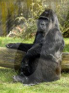 FEATURE - Happy Birthday! Am 13. April feiert Gorilladame Fatou ihren 60. Geburtstag