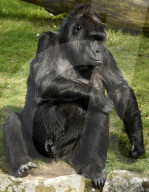 FEATURE - Happy Birthday! Am 13. April feiert Gorilladame Fatou ihren 60. Geburtstag