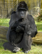 FEATURE - Happy Birthday! Am 13. April feiert Gorilladame Fatou ihren 60. Geburtstag