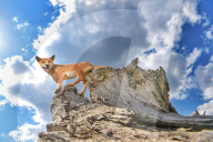 FEATURE - Der Dingo der das Klettern liebt