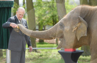 PEOPLE - Queen Elizabeth und Prinz Philip eröffnen das Elefantenzentrum im Zoo von Bedfordshire