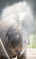 PEOPLE - Queen Elizabeth und Prinz Philip eröffnen das Elefantenzentrum im Zoo von Bedfordshire