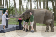 PEOPLE - Queen Elizabeth und Prinz Philip eröffnen das Elefantenzentrum im Zoo von Bedfordshire