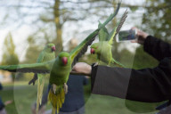 FEATURE - Papageien im Kensington Garten in London