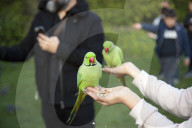 FEATURE - Papageien im Kensington Garten in London