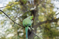 FEATURE - Papageien im Kensington Garten in London