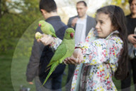 FEATURE - Papageien im Kensington Garten in London