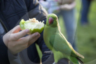 FEATURE - Papageien im Kensington Garten in London