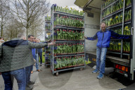 FEATURE - Tulpensegnung in Lisse 