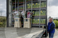 FEATURE - Tulpensegnung in Lisse 
