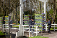 FEATURE - Tulpensegnung in Lisse 