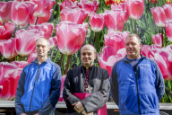 FEATURE - Tulpensegnung in Lisse 