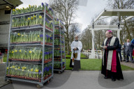 FEATURE - Tulpensegnung in Lisse 