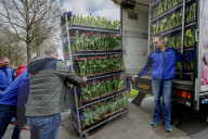 FEATURE - Tulpensegnung in Lisse 