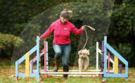 FEATURE - Wellness Lager für fette Hunde