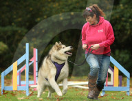 FEATURE - Wellness Lager für fette Hunde