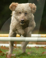 FEATURE - Wellness Lager für fette Hunde