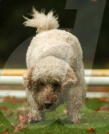 FEATURE - Wellness Lager für fette Hunde