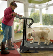 FEATURE - Wellness Lager für fette Hunde