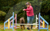 FEATURE - Wellness Lager für fette Hunde