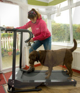 FEATURE - Wellness Lager für fette Hunde
