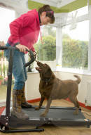 FEATURE - Wellness Lager für fette Hunde