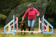 FEATURE - Wellness Lager für fette Hunde