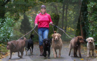 FEATURE - Wellness Lager für fette Hunde