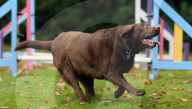 FEATURE - Wellness Lager für fette Hunde
