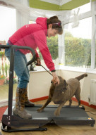 FEATURE - Wellness Lager für fette Hunde