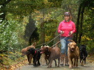 FEATURE - Wellness Lager für fette Hunde