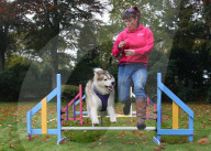 FEATURE - Wellness Lager für fette Hunde