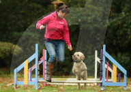 FEATURE - Wellness Lager für fette Hunde