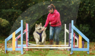FEATURE - Wellness Lager für fette Hunde