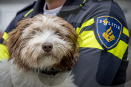 FEATURE - Tröstehunde im Einsatz für die Rotterdamer Polizei