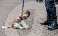 FEATURE - Tröstehunde im Einsatz für die Rotterdamer Polizei