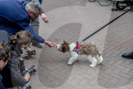 FEATURE - Tröstehunde im Einsatz für die Rotterdamer Polizei