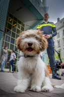 FEATURE - Tröstehunde im Einsatz für die Rotterdamer Polizei